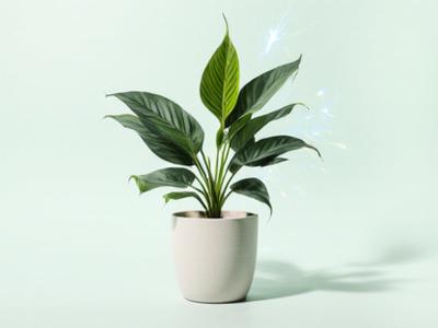 Living memorial peace lily